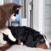 兄犬の体に前足を軽く触れる子犬