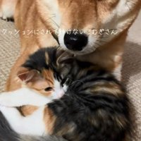 動けないこむぎさん