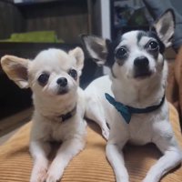 たねちゃん＆はなちゃん