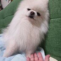 塩対応