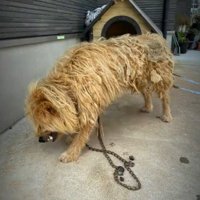 手入れをされず、毛が固まってしまったボサボサの犬