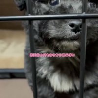 ケージ越しに見つめる犬