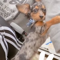 腕にしがみつく子犬