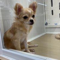 ペットショップで出会ったのは…