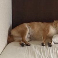 ちょこん
