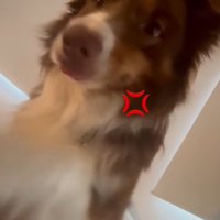 飼い主さんを起こすコロくん9