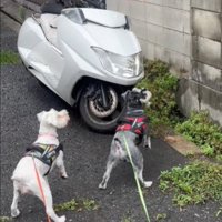 固まる犬