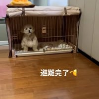 返事をするワンコ