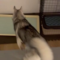 ゴロちゃんのドッキリへの反応8