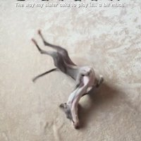 カーペットの上で体をピンと伸ばす細長い犬