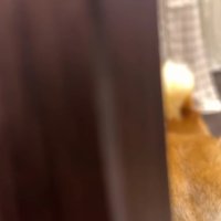 尻尾で感情丸見え