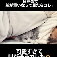 丸くなって寝るたろうまるちゃん