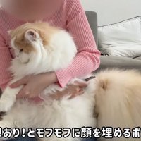 「隙あり！」と猫吸い♡