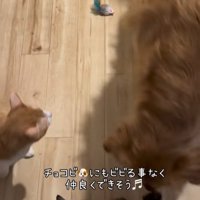 おからちゃんを見守る2匹