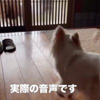 白い犬の後ろ姿