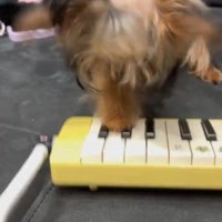 鍵盤ハーモニカに前足を乗せる犬