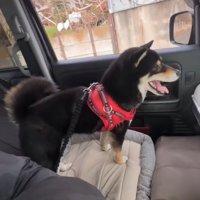 助手席にいる柴犬
