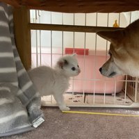 手のひらサイズのもみじくん