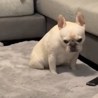 落ち込む犬2