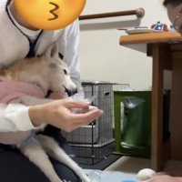 犬の前足を触る飼い主