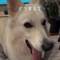 赤ちゃんが泣いた時のワンダくん6