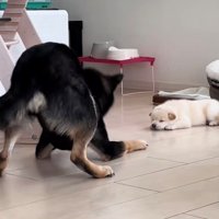 尻尾を振りながらそわそわする犬