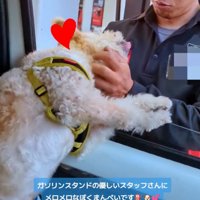 スタッフさんに撫でてもらう犬2