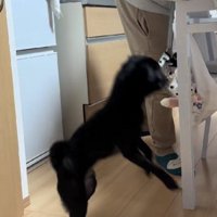 二足歩行が得意♪