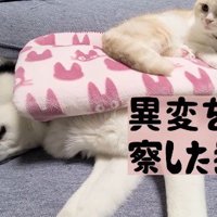 何かを察したじゅんちゃん