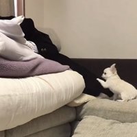 人に前足を伸ばす犬