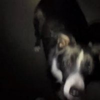 見上げる犬