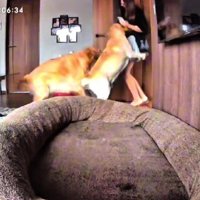 投稿主さんが帰宅すると…