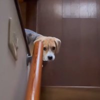 「早く降りてきて」