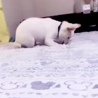 子犬のころはやんちゃ！