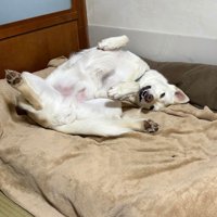 リラックスした姿にほっこり