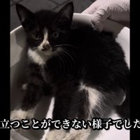 衰弱した子猫を保護