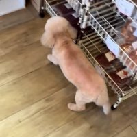 逃げるモカちゃん