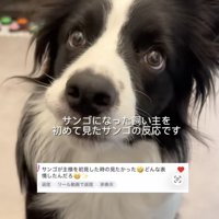 反応はいかに？
