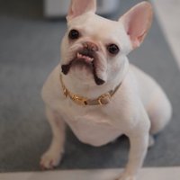 フレンチブルドッグ