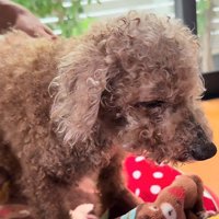 家族に愛を伝え始めた