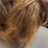 Appleマークを引っかく犬2