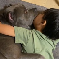 飼い主の気配に気づいて目を開ける犬