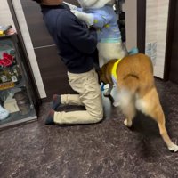 パパさん帰宅時のワンコたち4