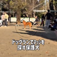 ドッグランのラッキーくん