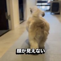 お尻を振る犬