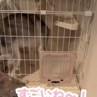 ケージ内を見回す犬