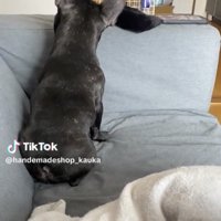 ソファで背を向ける犬