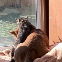 あんずちゃんに抱きつくゆずくん