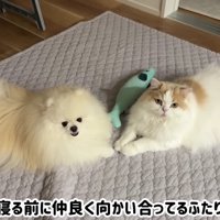 絆が伝わる2匹の姿に涙