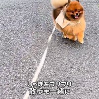 散歩するトムくん